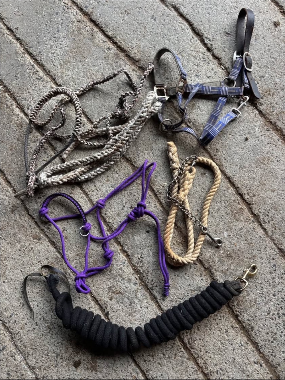 Horse halters, lead rope, lunge line bundle